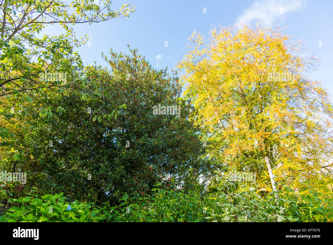 À la recherche à travers les arbres en automne à un ciel bleu jaune et vert d'automne. sont évidentes et en y regardant de plus près les petits fruits sont également présentes sur le marquage ce Banque D'Images