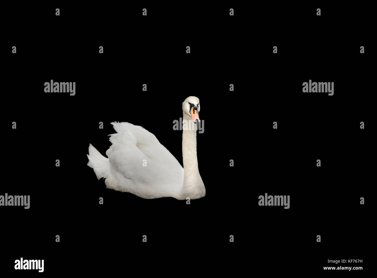 Beau cygne blanc isolé sur fond noir avec beaucoup de place pour le texte. Banque D'Images