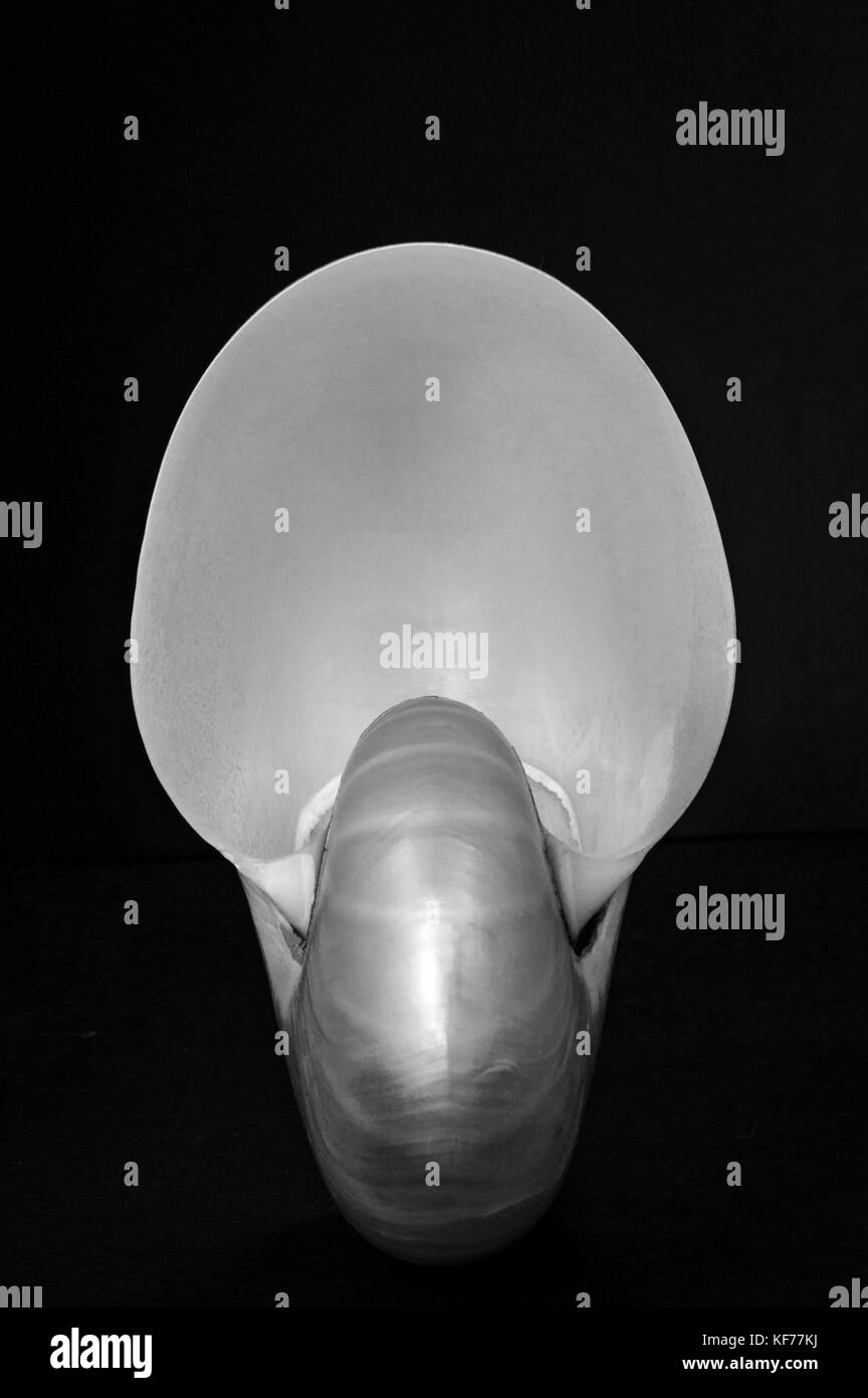 Une coquille de nautile, photographié en monochrome en utilisant uniquement la lumière disponible, à la manière de la célèbre 20c photographe américain Edward Weston Banque D'Images