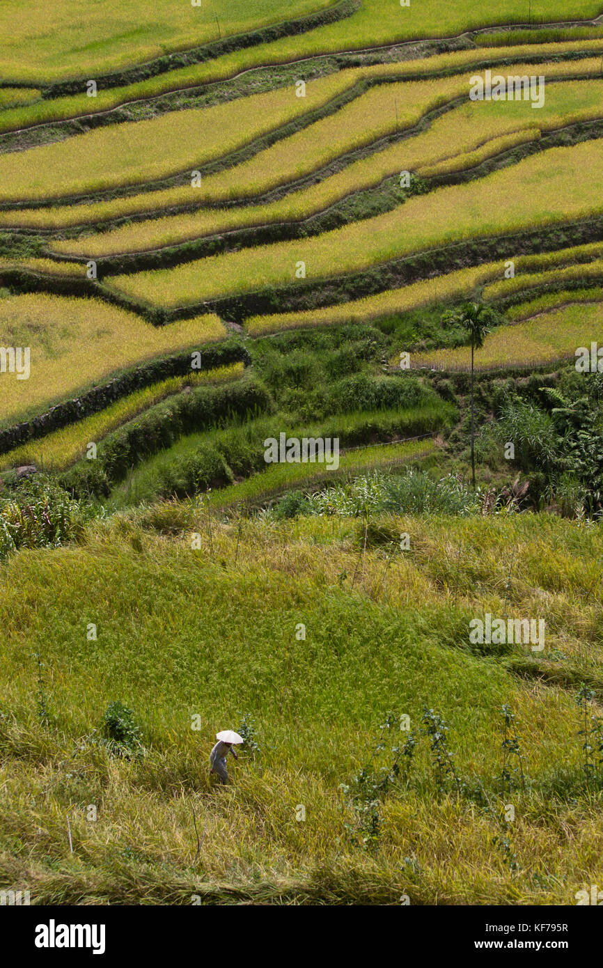 Terrasses de riz de Banaue, Ifugao Banque D'Images