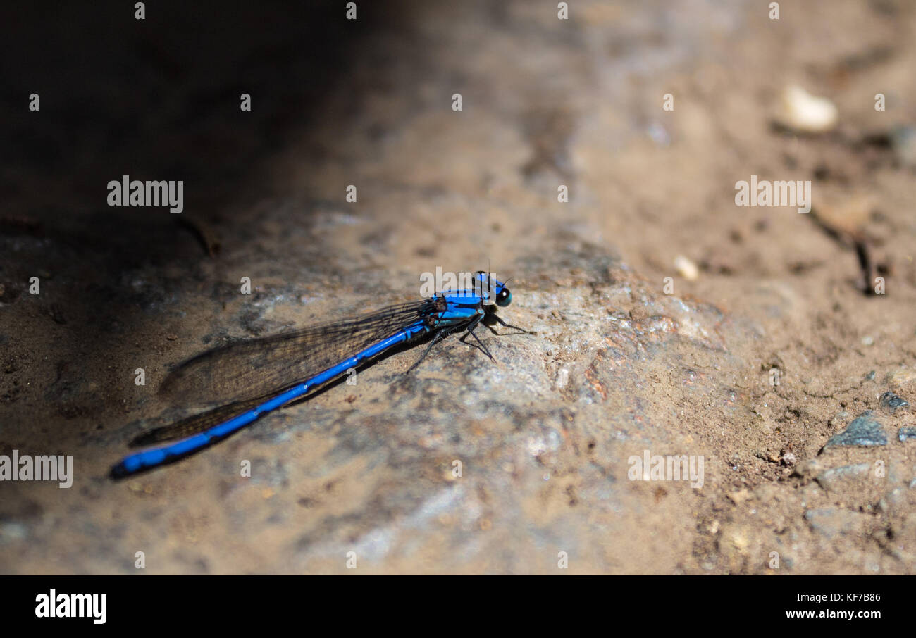Belle libellule bleue posant sur un fond gris Banque D'Images