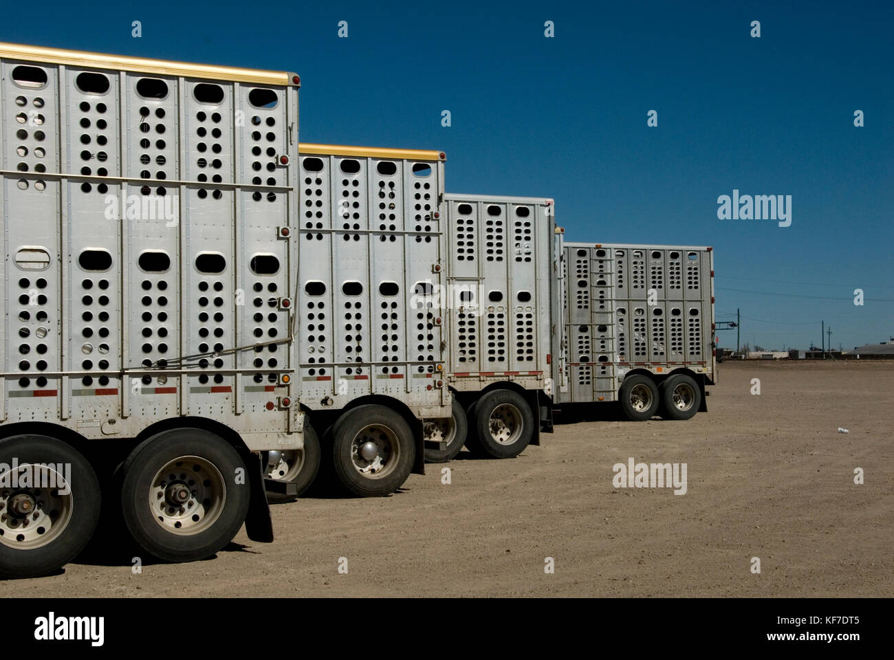 Des bétaillères queue aux enchères de bétail après avoir amené chez les bovins Banque D'Images