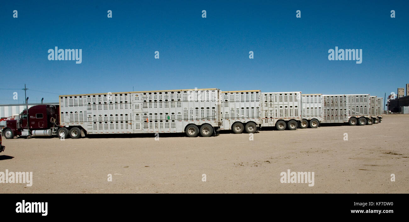 Des bétaillères queue aux enchères de bétail après avoir amené chez les bovins Banque D'Images