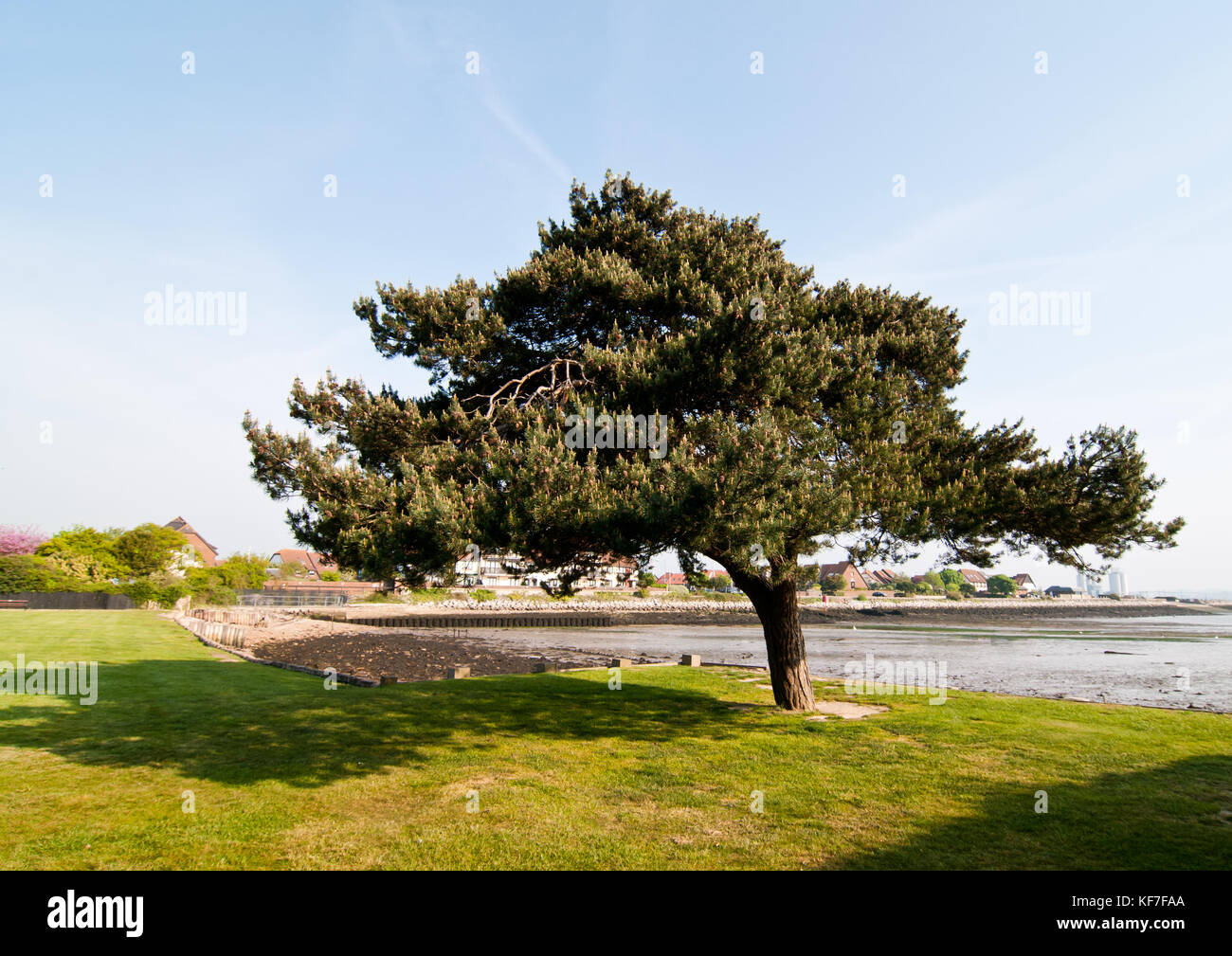 L'arbre sur le green au prospect place, Hythe, Hampshire, Royaume-Uni. Banque D'Images