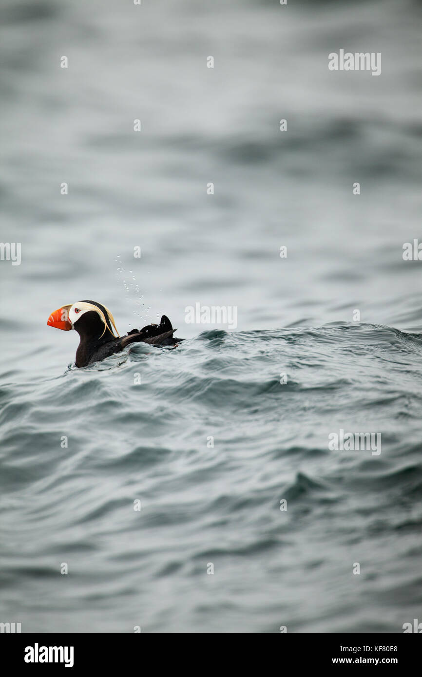 Usa, Alaska, Sitka, une nage de macareux et plonge pour le poisson, l'île saint lazaria, baie Sitka Banque D'Images