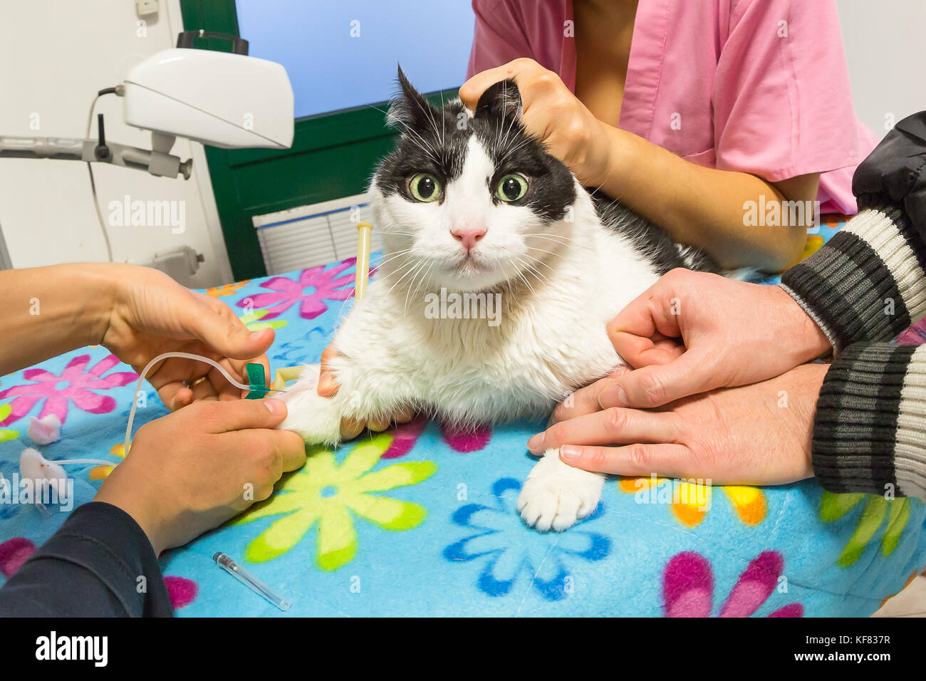 Collecte de sang cat Banque D'Images