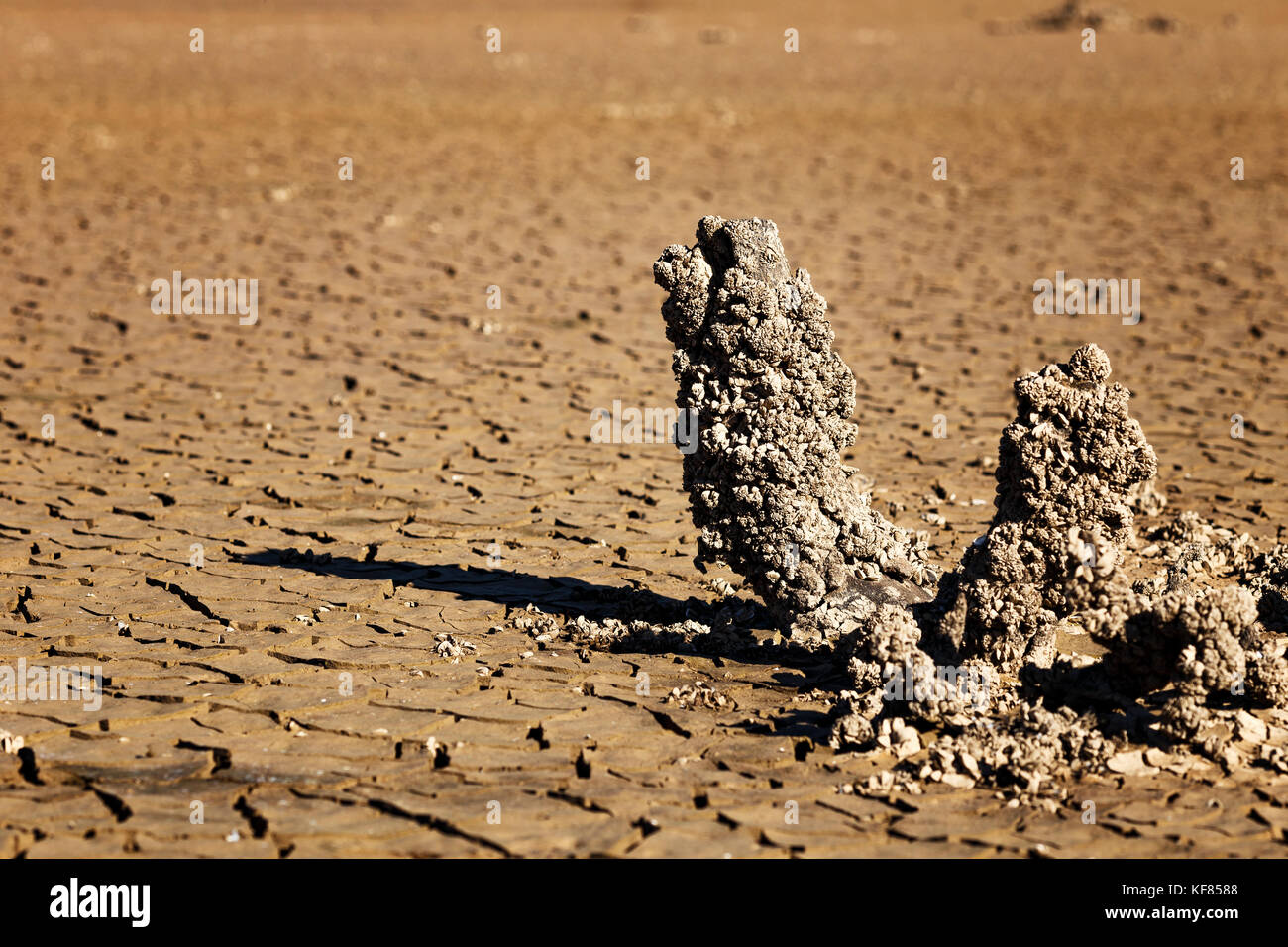 Fissures dans la sécheresse a touché terre Banque D'Images