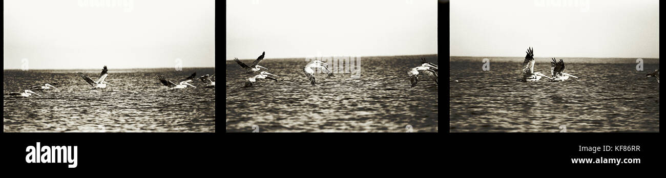 Riviera Nayarit, Mexique, le pélican brun en vol, chacala (b&w) Banque D'Images