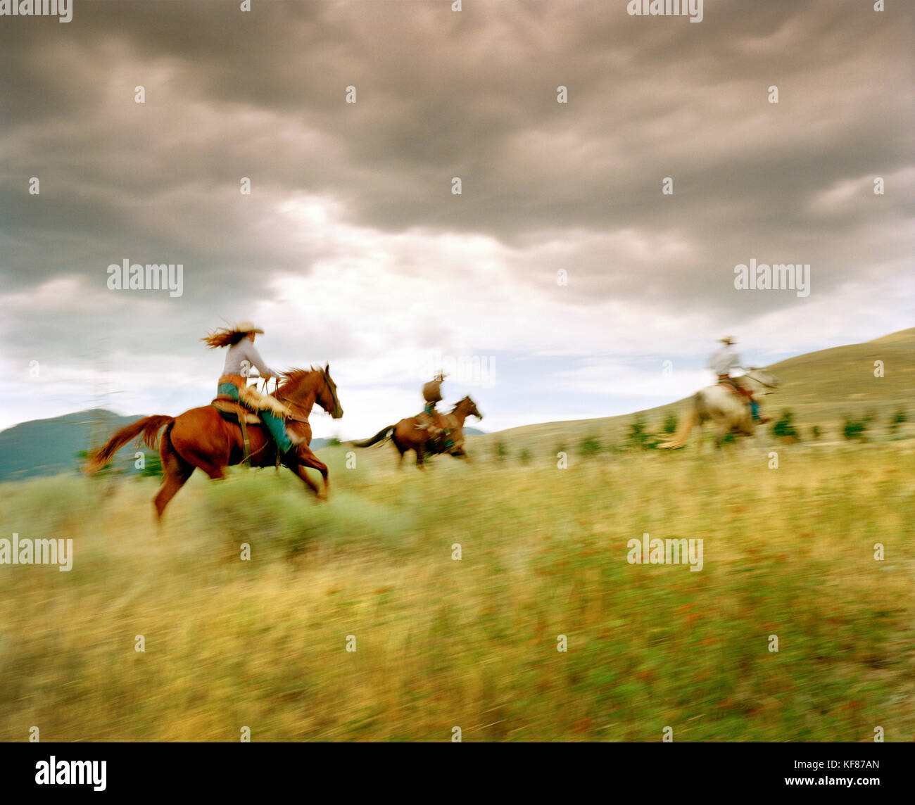 Usa, Montana, les gens de l'équitation dans le domaine au crépuscule, Gallatin National forest, emigrant Banque D'Images