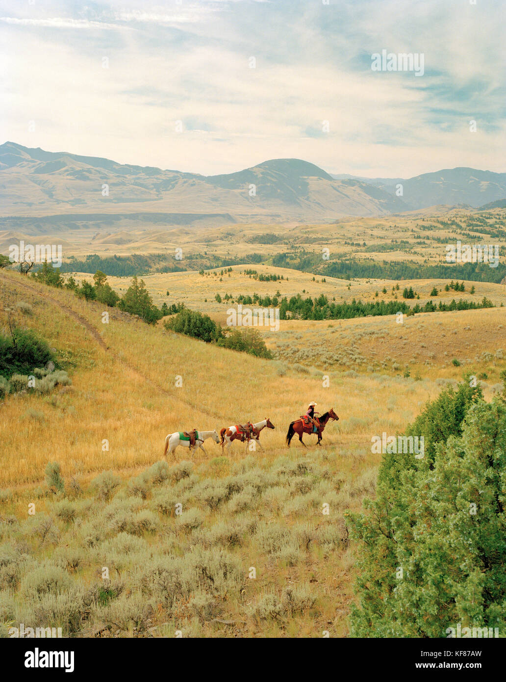 Usa, Montana, wrangler conduisant les chevaux à travers le paysage, Gallatin National forest, emigrant Banque D'Images