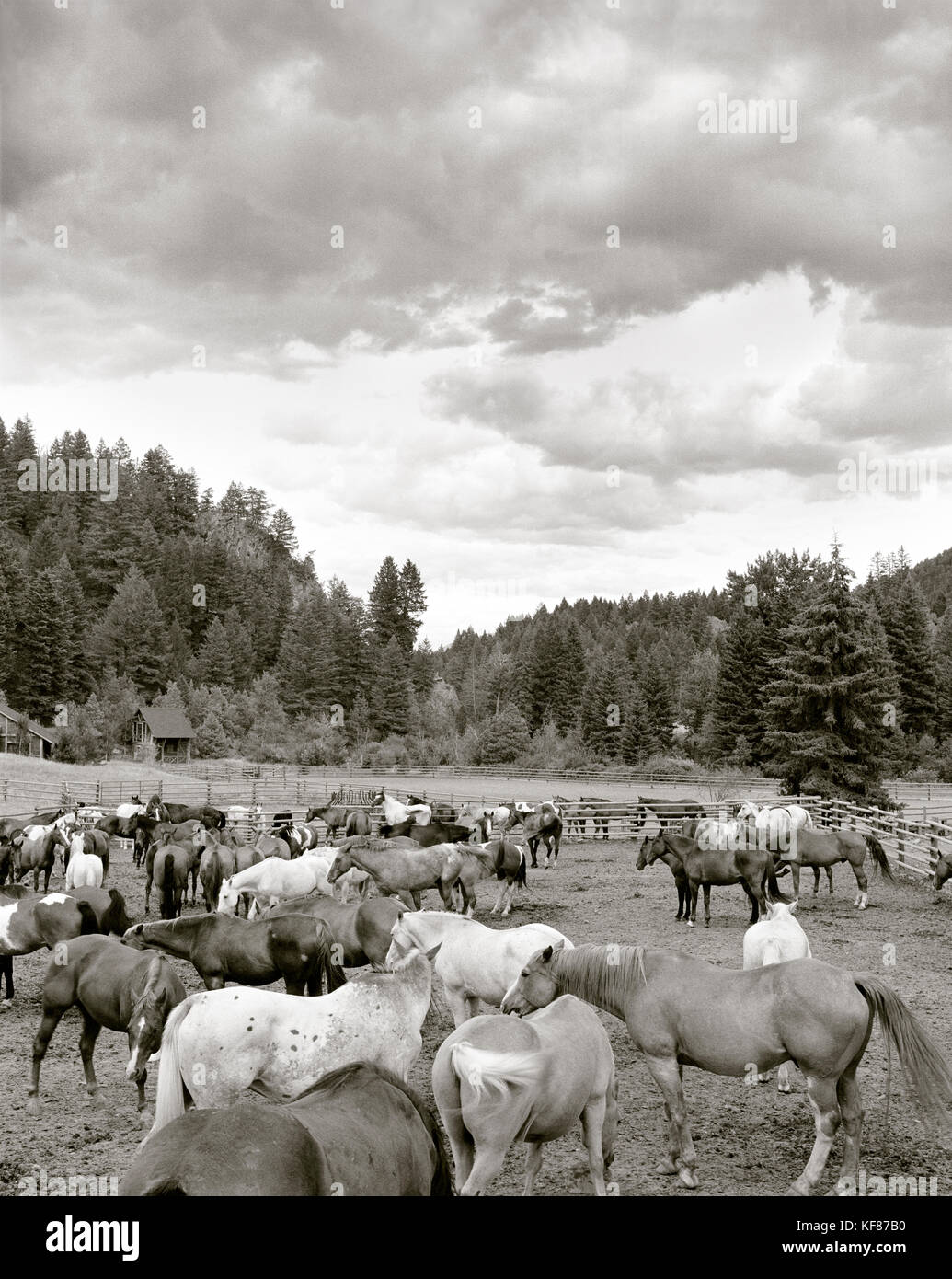 Usa, Montana, chevaux dans un corral, sky mountain guest ranch (b&w) Banque D'Images