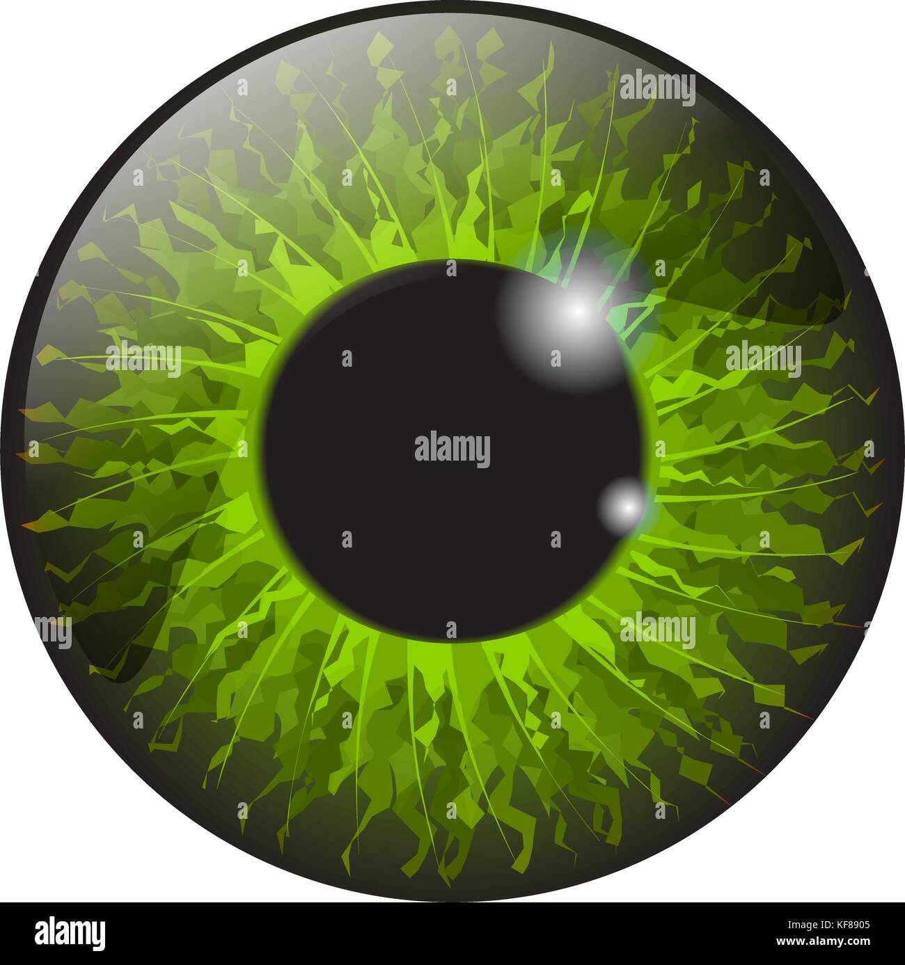 Iris vert eye vecteur réaliste scénographie isolé sur fond blanc Illustration de Vecteur