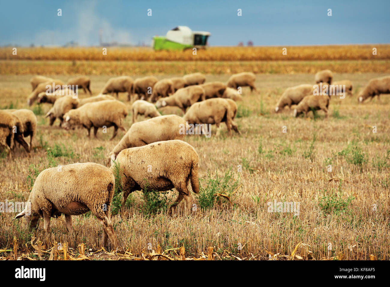 Troupeau de moutons paissant sur les chaumes de blé champ, grand groupe d'animaux de ferme laitière dans le pré Banque D'Images