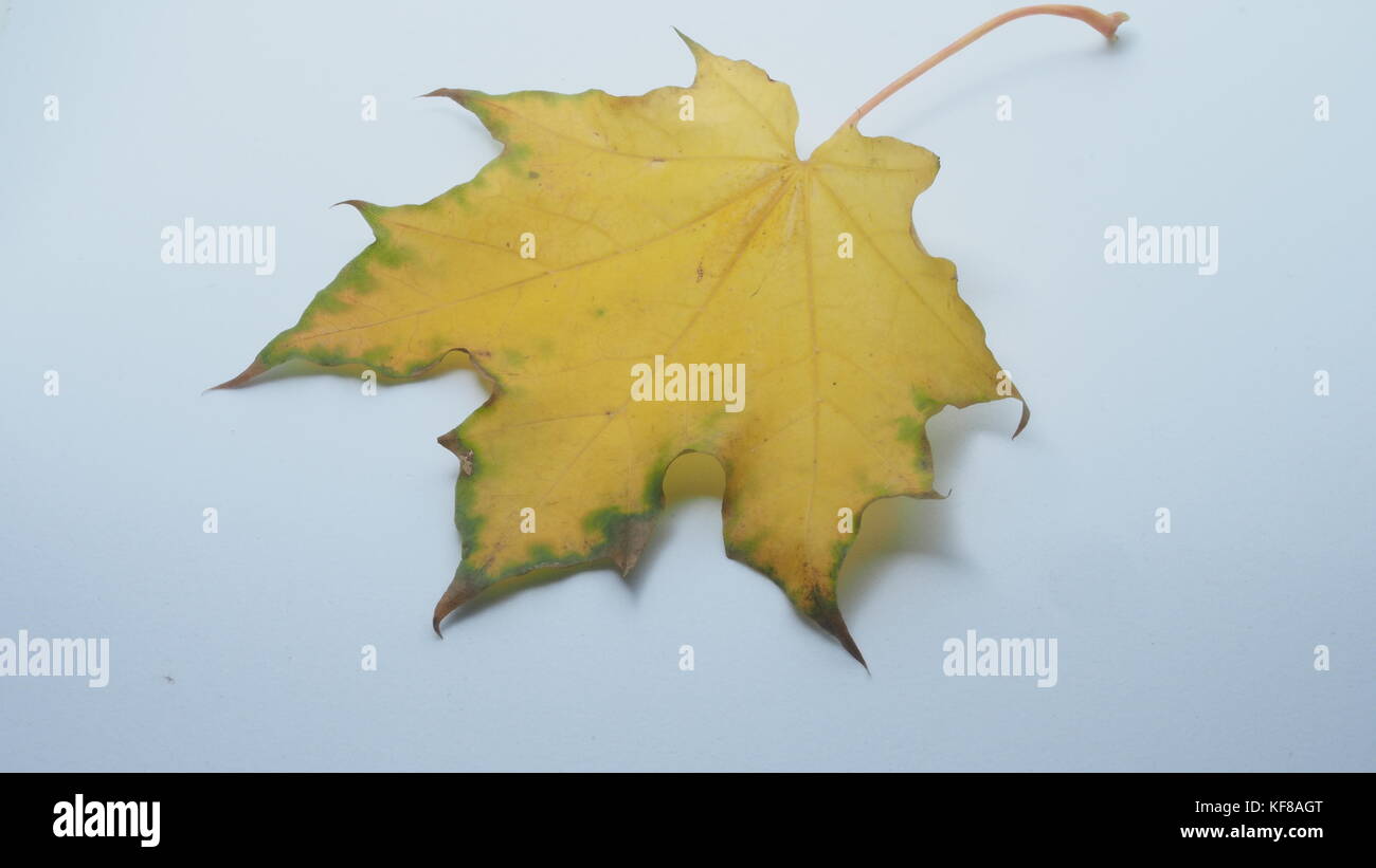 Passé l'automne feuille d'érable sur un fond blanc. close-up. Banque D'Images