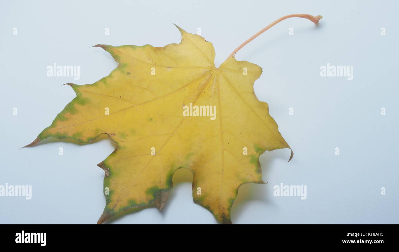 Passé l'automne feuille d'érable sur un fond blanc. close-up. Banque D'Images