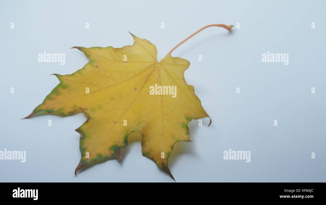 Passé l'automne feuille d'érable sur un fond blanc. close-up. Banque D'Images