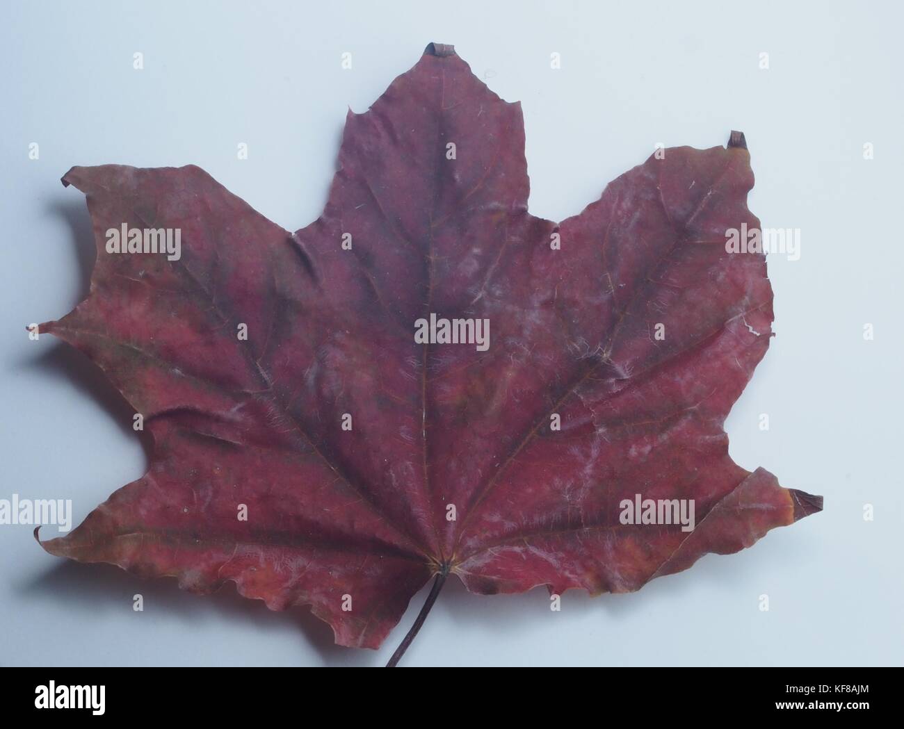 Passé l'automne feuille d'érable sur un fond blanc. close-up. Banque D'Images