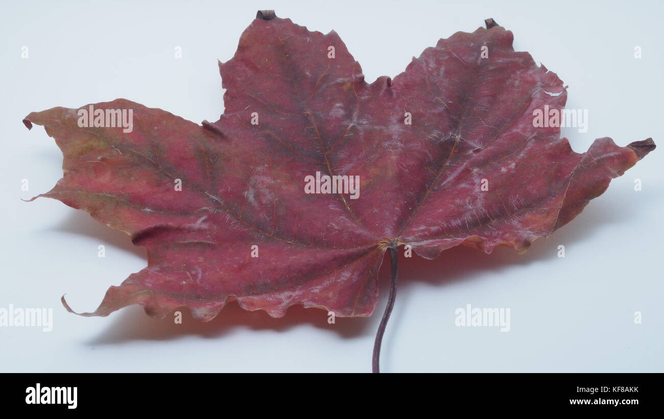 Passé l'automne feuille d'érable sur un fond blanc. close-up. Banque D'Images