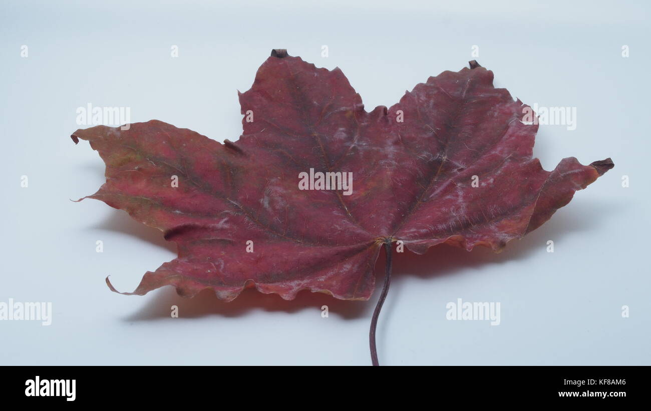 Passé l'automne feuille d'érable sur un fond blanc. close-up. Banque D'Images
