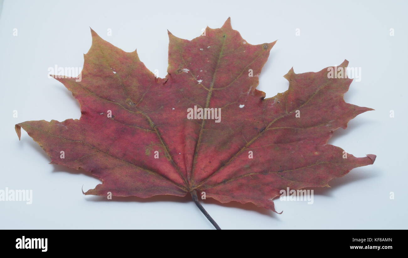 Passé l'automne feuille d'érable sur un fond blanc. close-up. Banque D'Images
