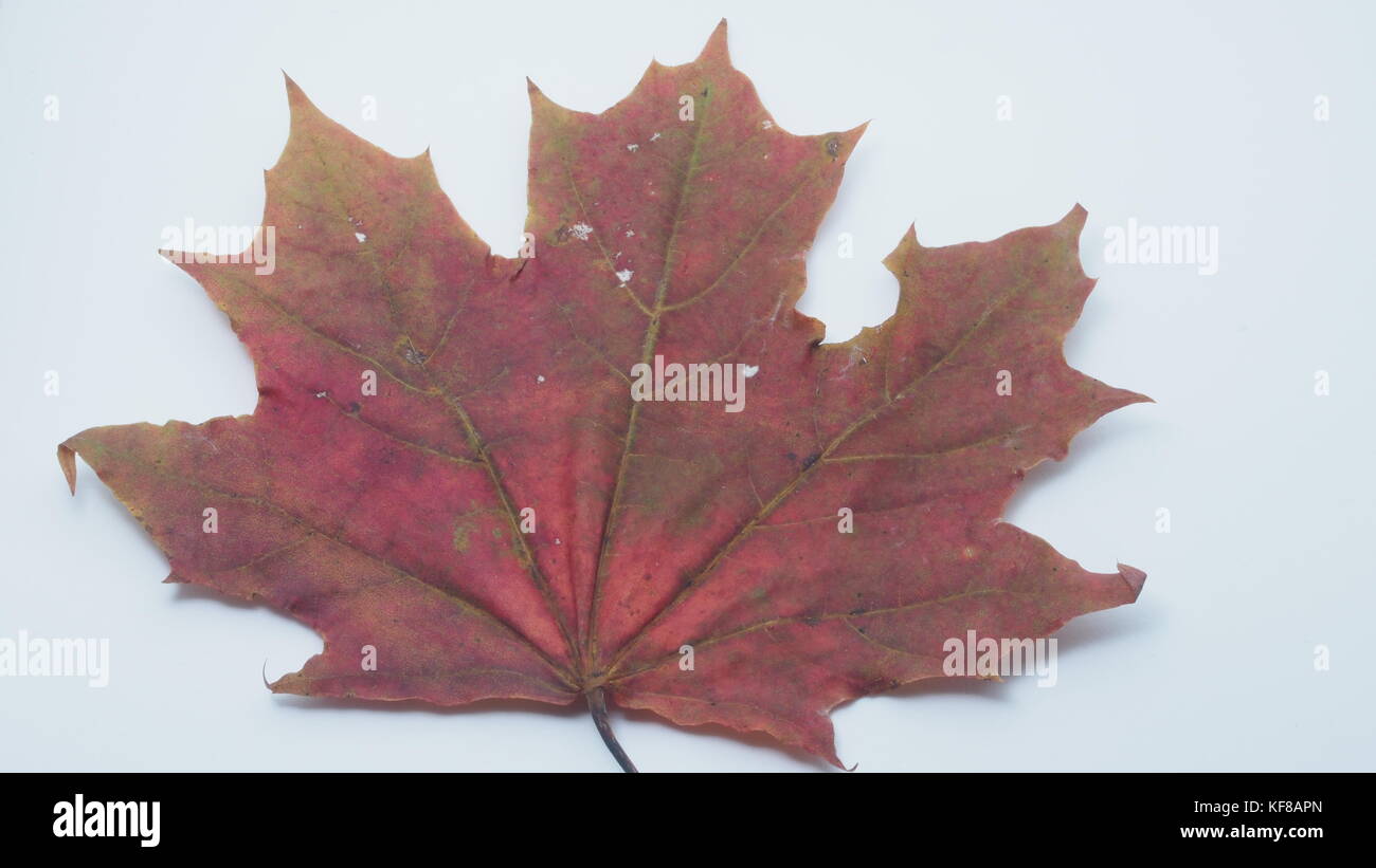 Passé l'automne feuille d'érable sur un fond blanc. close-up. Banque D'Images