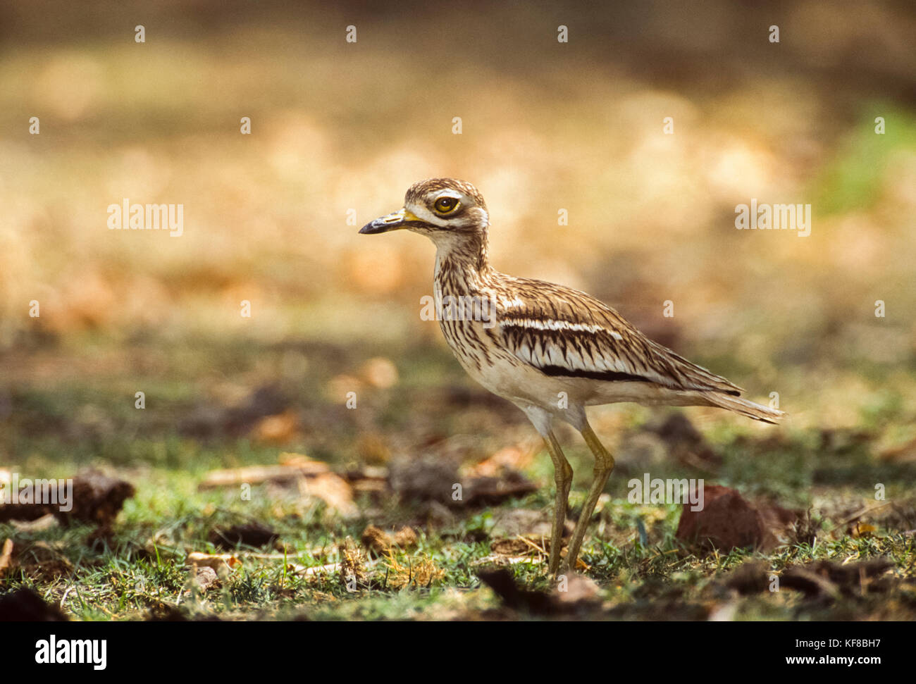 Genou épais indien ou courlis de pierre indien, Burhinus indicus, parc national de Keoladeo Ghana, Bharatpur, Rajasthan, Inde Banque D'Images