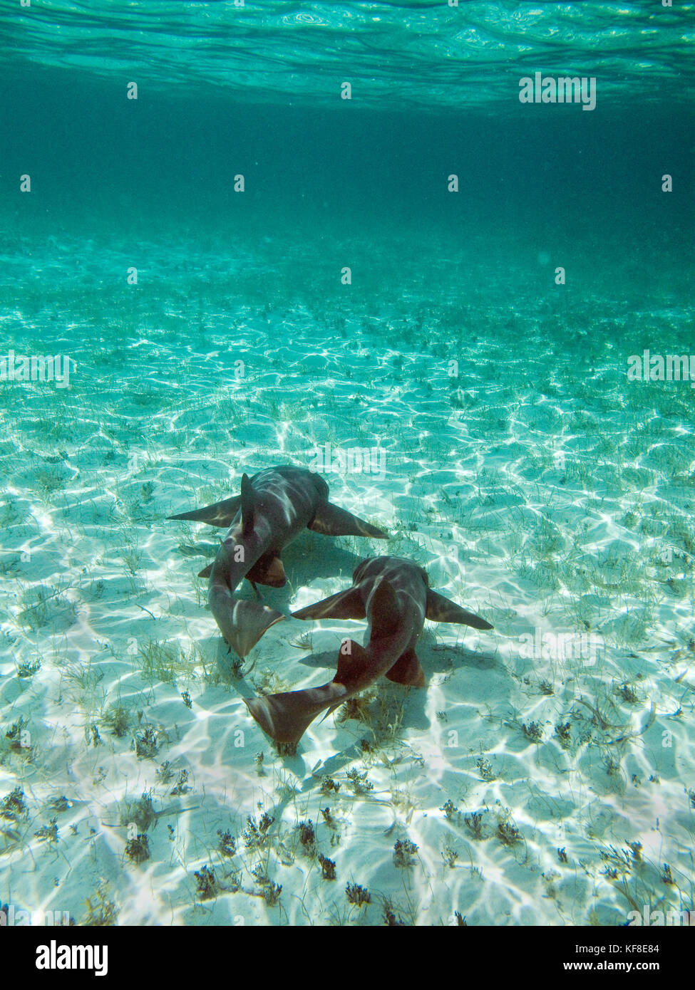 Caye Caulker, Belize, requins nourrice dans la réserve marine de Caye Caulker, requin et Ray Alley Banque D'Images