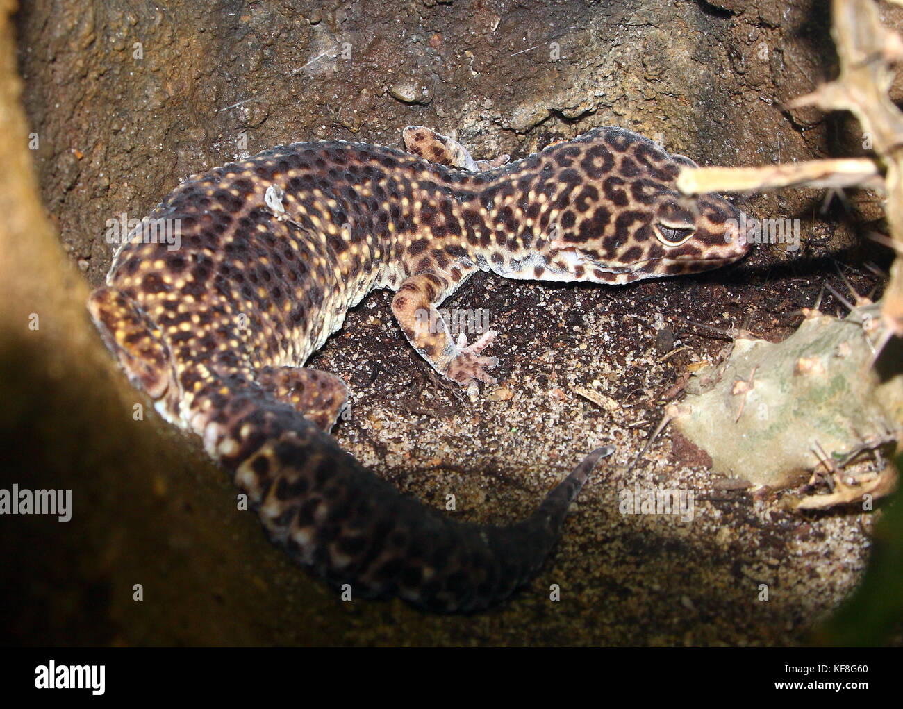 Asian Leopard gecko (Eublepharis macularius), trouvés au Pakistan et en Inde. Banque D'Images