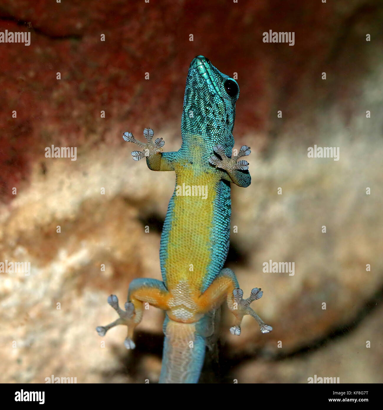 Gecko Nain Turquoise tanzaniens ou William's dwarf gecko (williamsi Lygodactylus ) accroché au verre. A.k.a. Gecko bleu électrique Banque D'Images