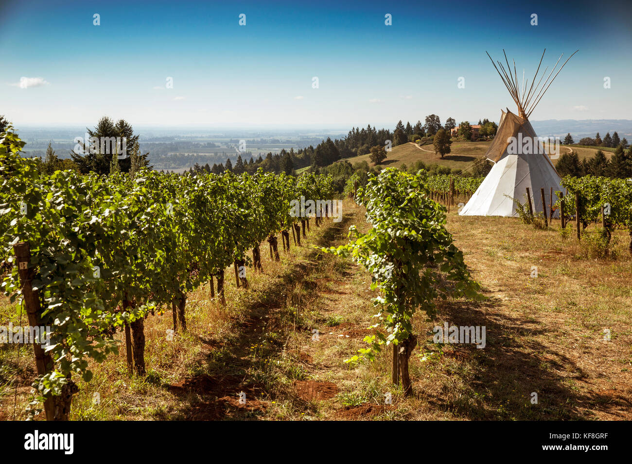 USA, Oregon, vallée de la Willamette, paysage d'un tipi dans les vignes aux vignobles Eyrie, Dayton Banque D'Images