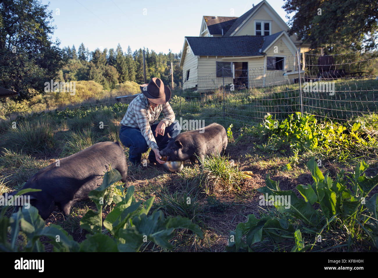 Usa, Ohio, Willamette Valley, claire carver se nourrit ses porcs à son domicile au red hills farm, Gaston Banque D'Images