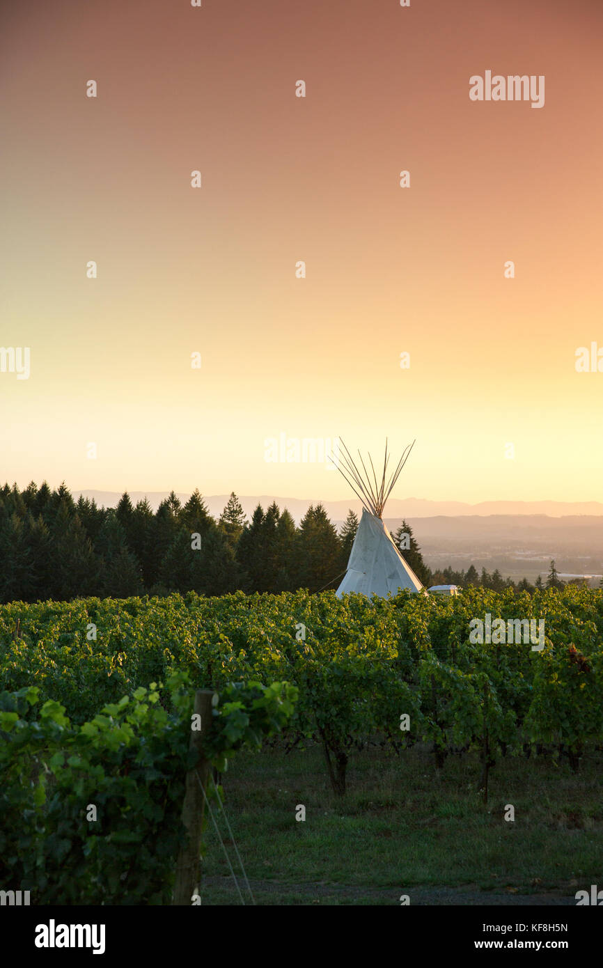 USA, Oregon, vallée de la Willamette, paysage d'un tipi dans les vignes aux vignobles Eyrie, Dayton Banque D'Images