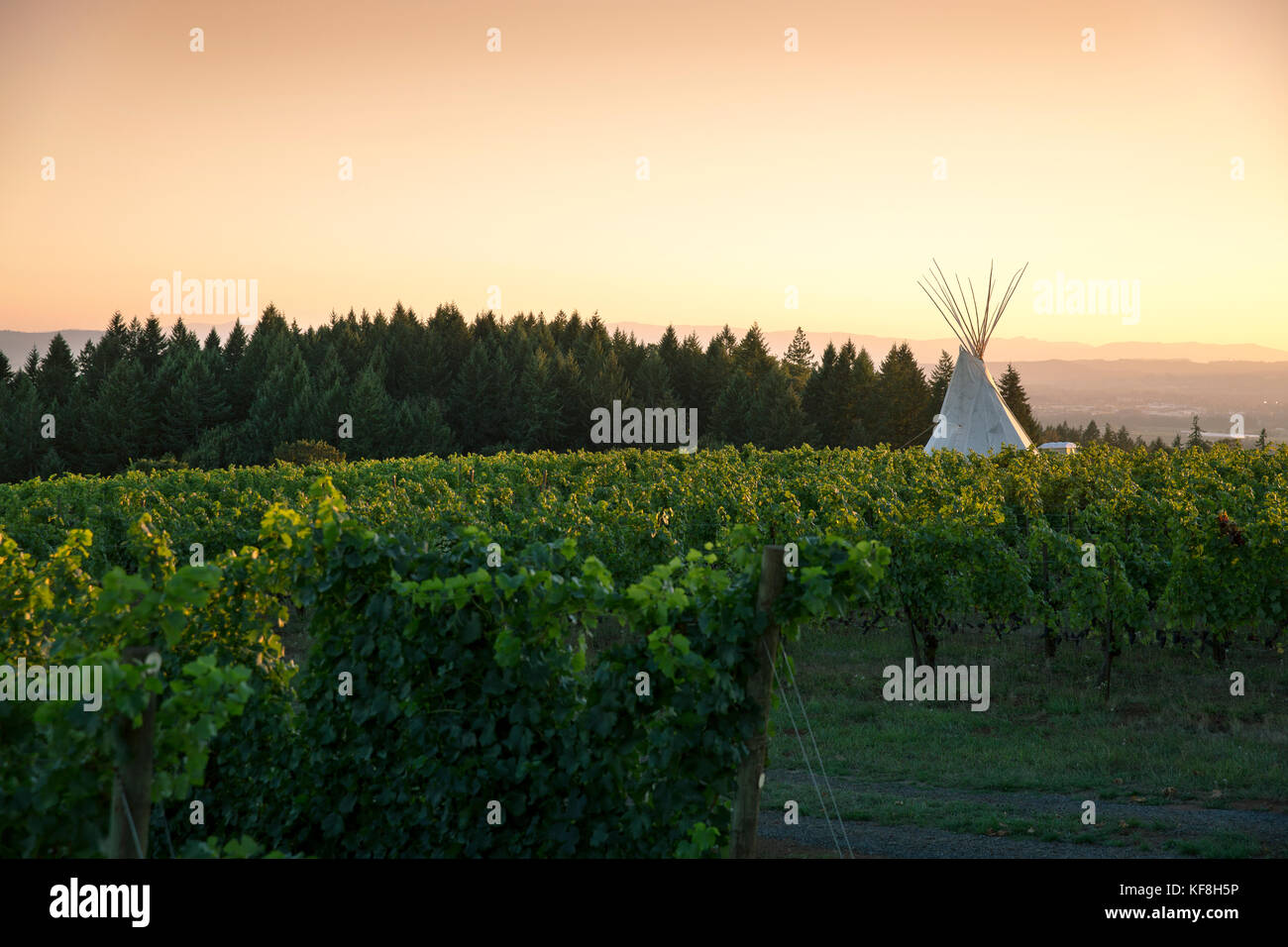 USA, Oregon, vallée de la Willamette, paysage d'un tipi dans les vignes aux vignobles Eyrie, Dayton Banque D'Images