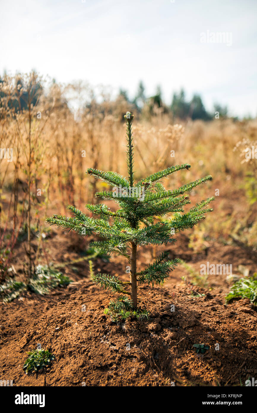 Usa, Ohio, Corbett, Trout Creek tree farm, 80 hectares d'arbres de Noël de sapin noble niché dans les collines à proximité de mt hood. Banque D'Images
