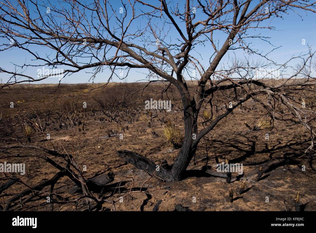 Les arbres et arbustes brûlés sur des parcours de pâturage après un incendie Banque D'Images