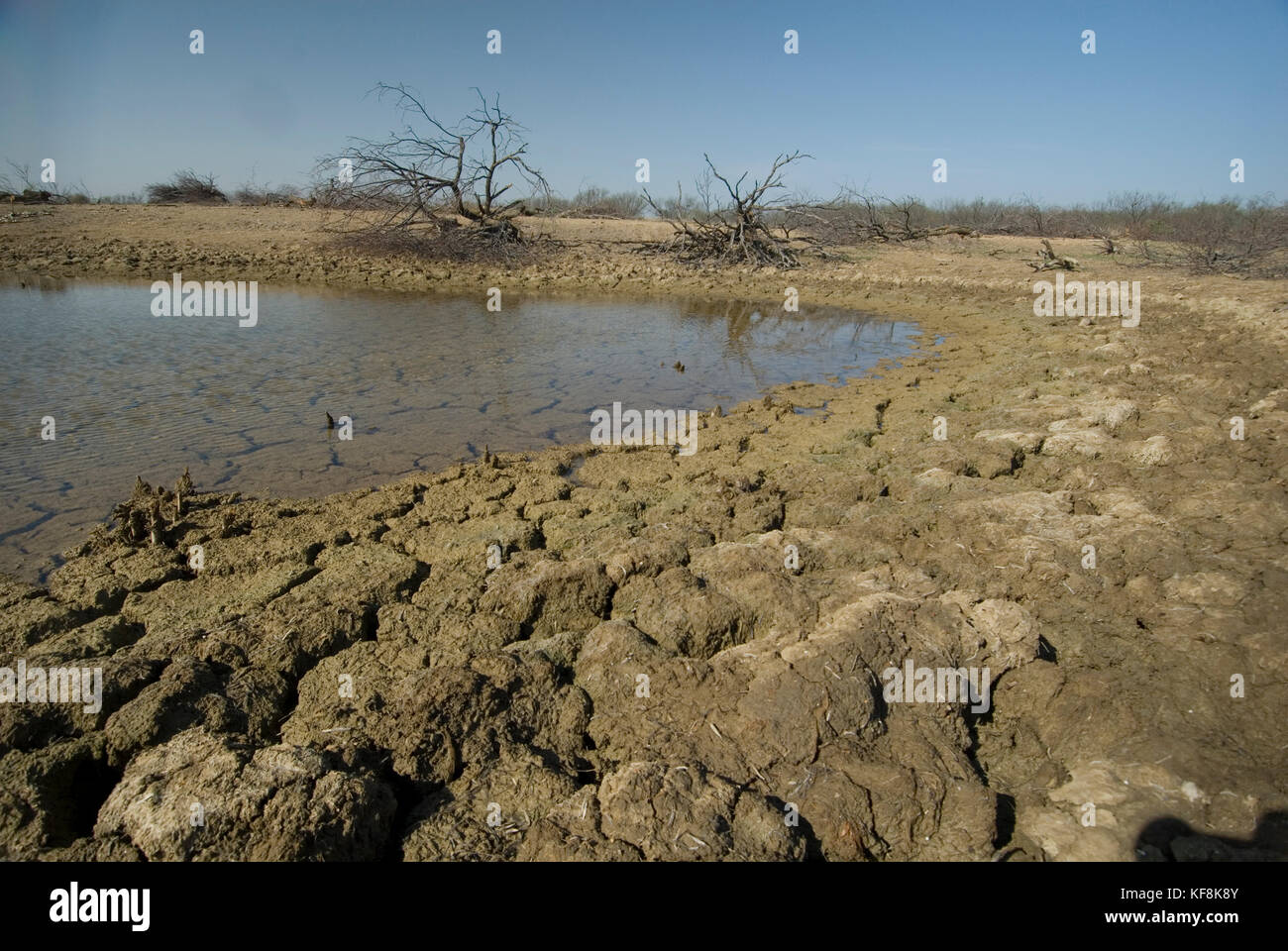 Réservoir des pâturages et du bétail présentant un faible niveau d'eau Banque D'Images