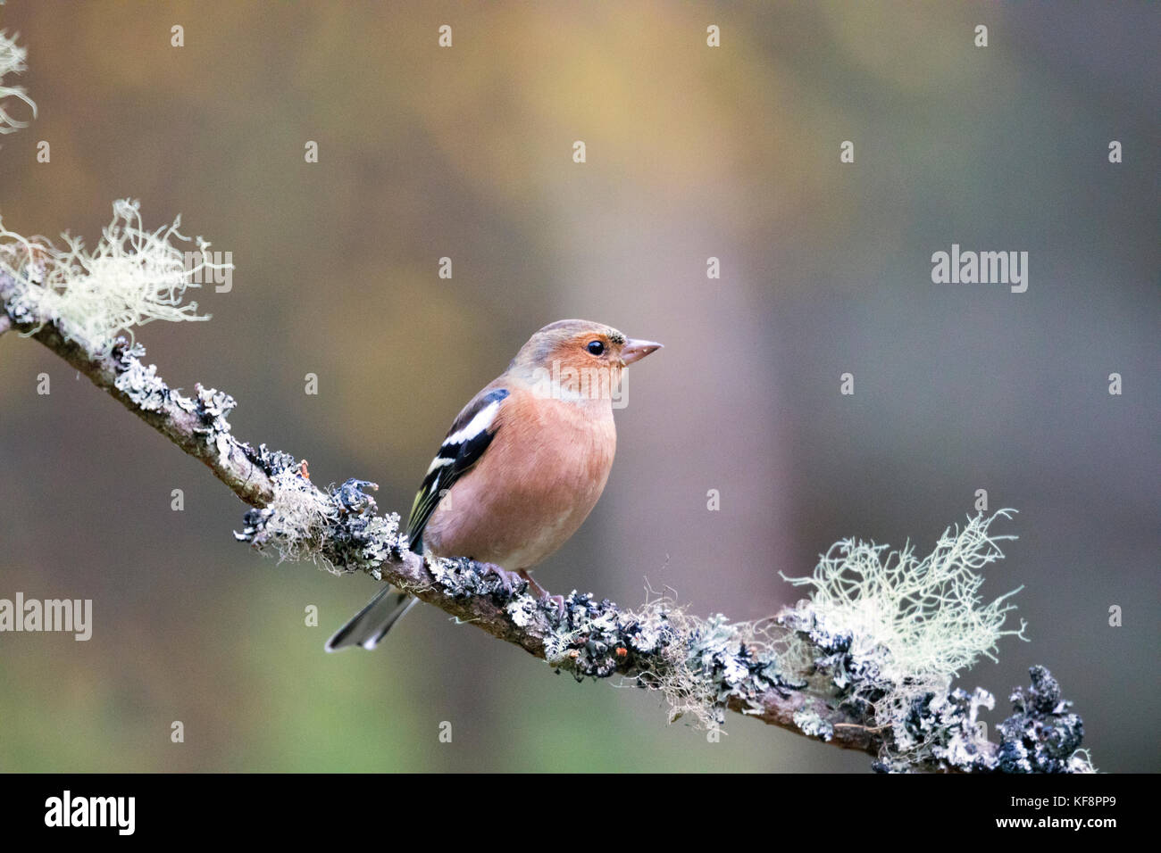 Chaffinch commun debout sur une branche couverte de lichen dans la forêt d'Abernethy près de Loch Garten dans les highlands, Ecosse, Royaume-Uni Banque D'Images