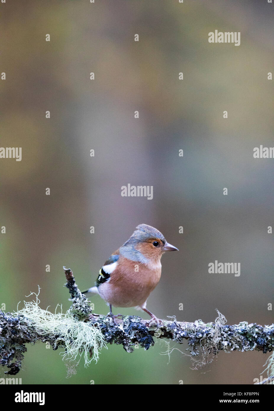 Chaffinch commun debout sur une branche couverte de lichen dans la forêt d'Abernethy près de Loch Garten dans les highlands, Ecosse, Royaume-Uni Banque D'Images