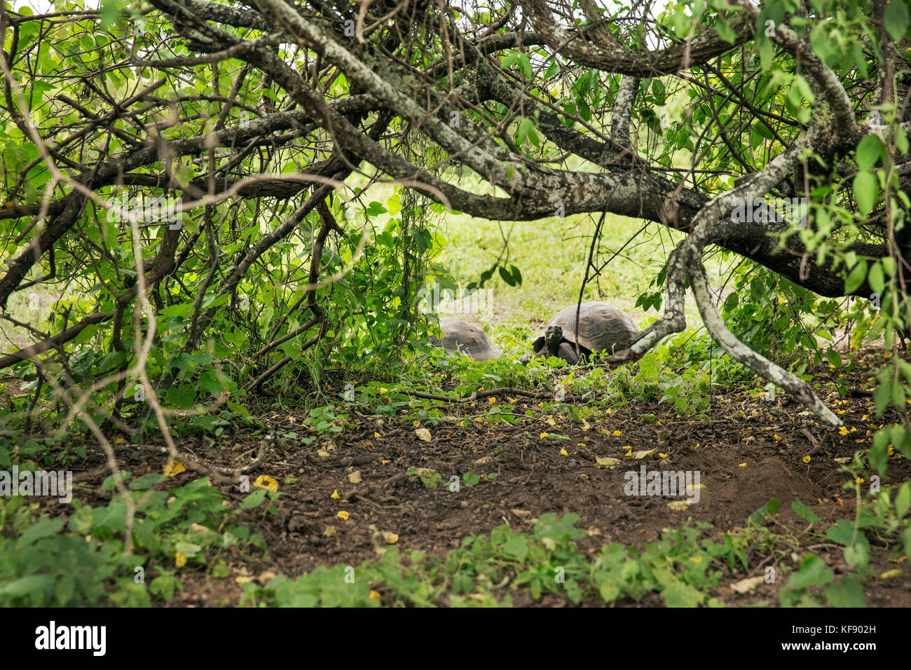 Îles Galapagos, Equateur, repéré de tortues de terre géantes tout en explorant le côté ouest de l'île Isabela à la base d'alcedo et volcans Darwin Banque D'Images