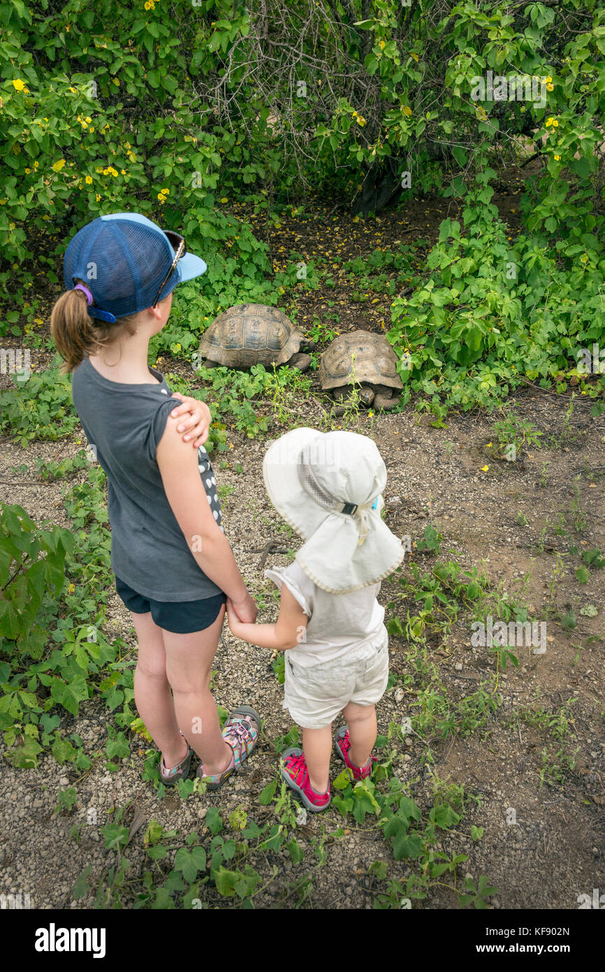 Îles Galapagos, Equateur, repéré de tortues de terre géantes tout en explorant le côté ouest de l'île Isabela à la base d'alcedo et volcans Darwin Banque D'Images