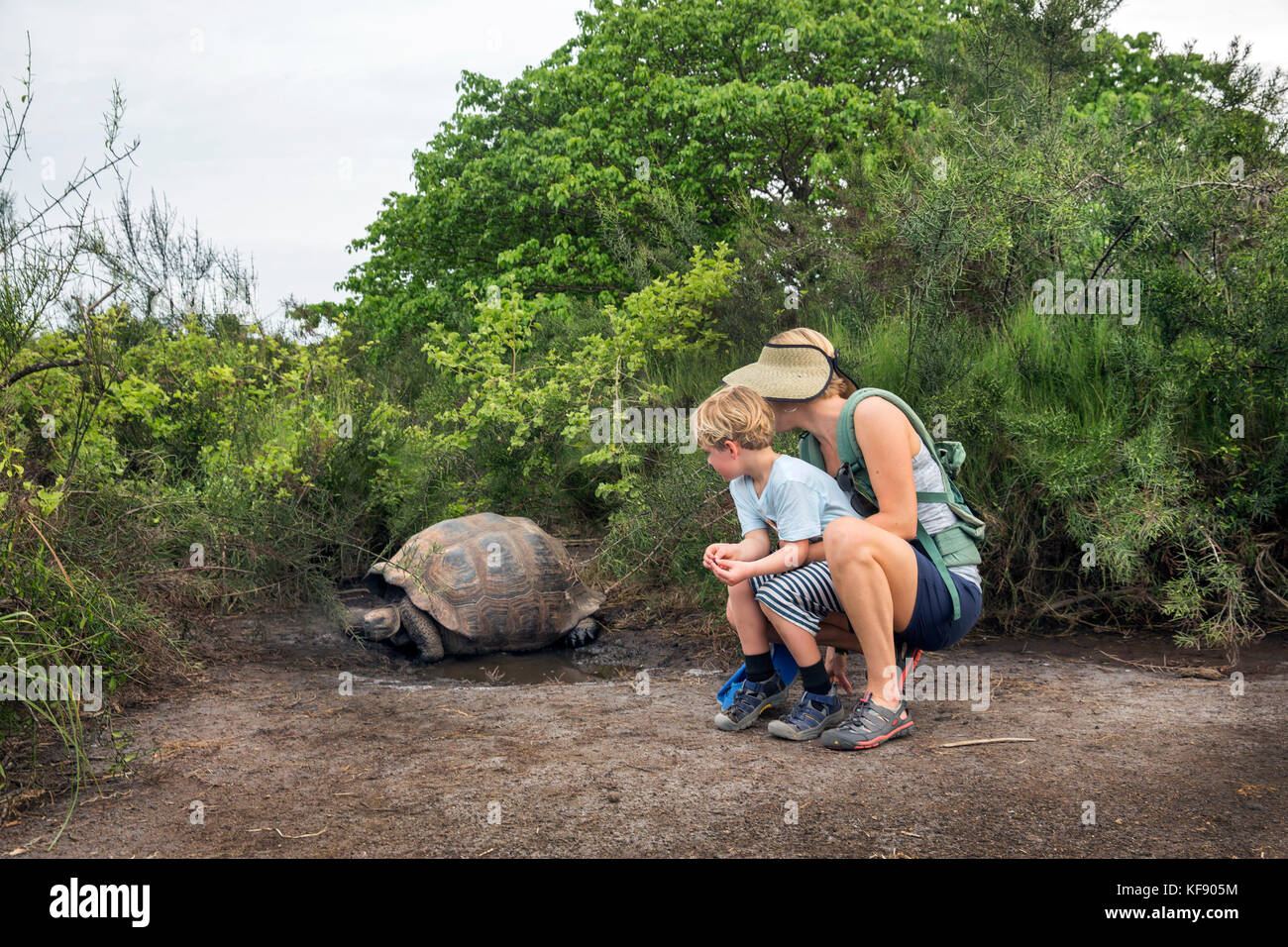 Îles Galapagos, Equateur, repéré de tortues de terre géantes tout en explorant le côté ouest de l'île Isabela à la base d'alcedo et volcans Darwin Banque D'Images
