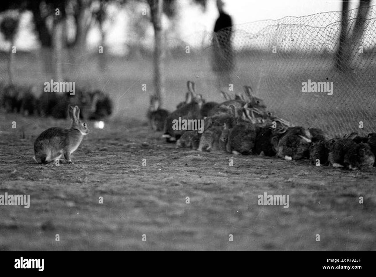 Les lapins près de Warren Banque D'Images