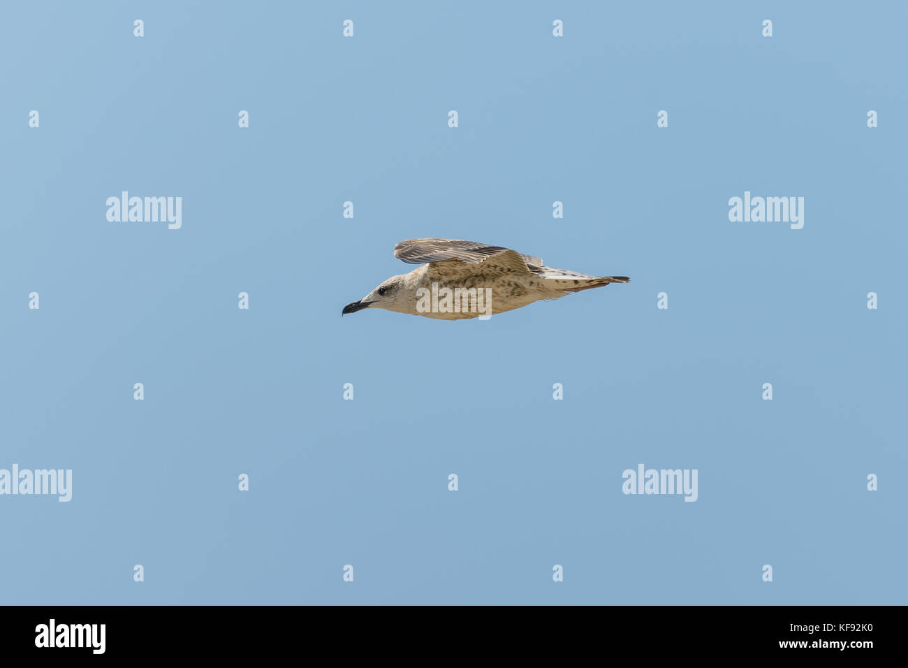 Mouette en vol contre le ciel bleu Banque D'Images