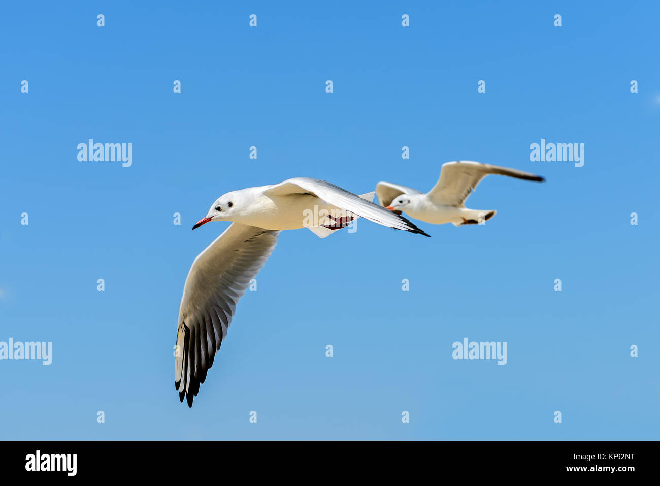 Deux mouettes volent contre le ciel bleu Banque D'Images