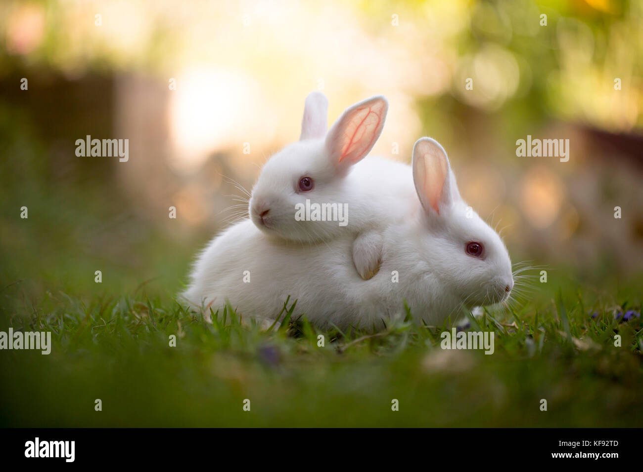 Hotot lapins jouant sur l'herbe Banque D'Images