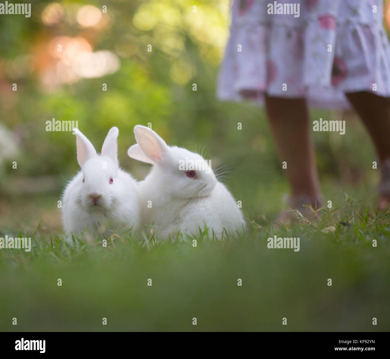 Hotot lapins jouant sur l'herbe Banque D'Images