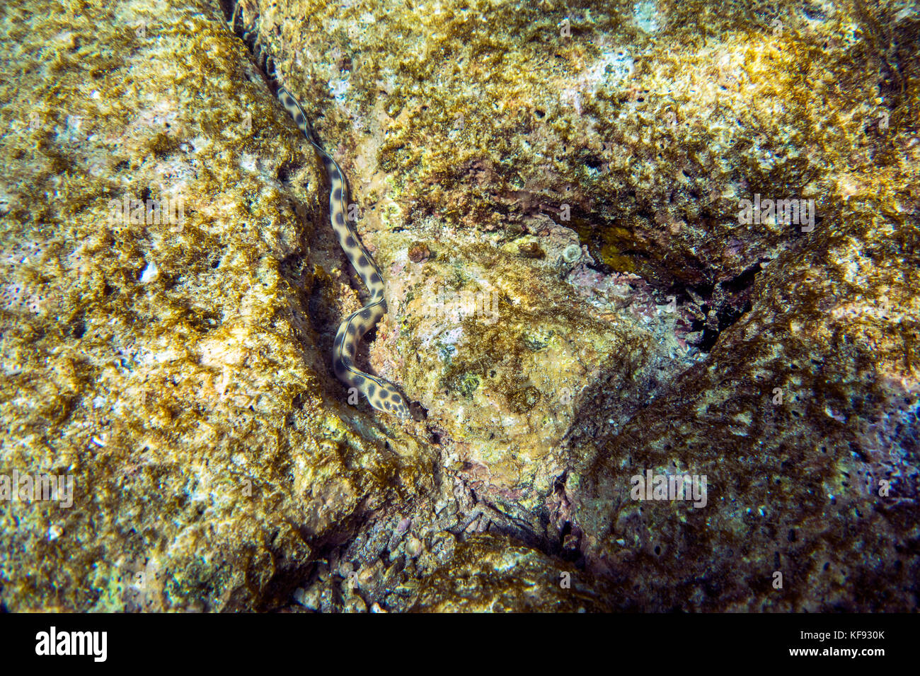 Îles Galapagos, Equateur, serpent de mer, l'un des mondes les plus poisonious serpents vu dans les eaux près de South Plaza île au large de la côte de santa se c Banque D'Images