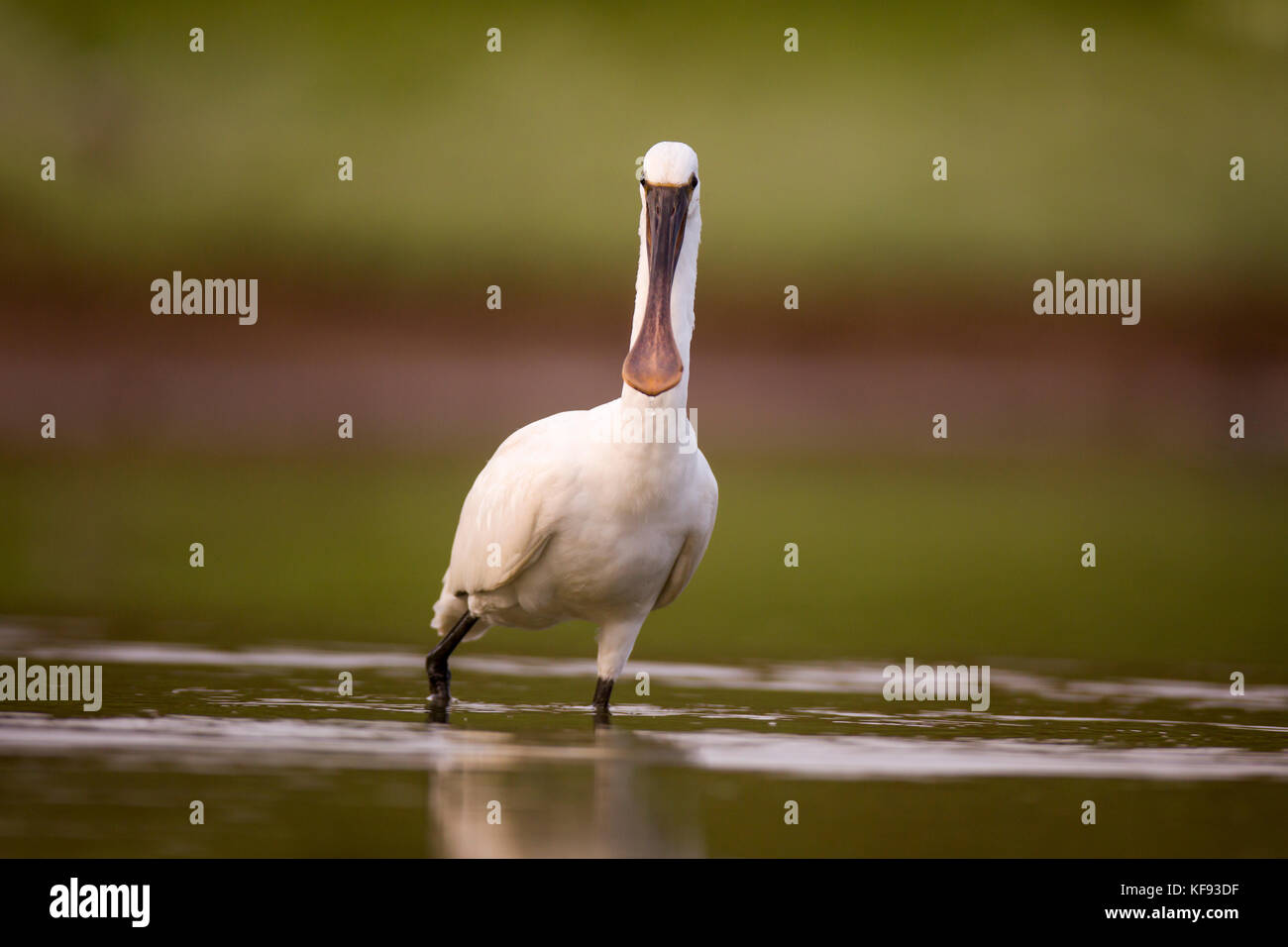 Spatule blanche spatule blanche ou conjoint (Platalea leucorodia) pataugeant dans l'eau. cet échassier se trouve dans le sud de l'Eurasie, l'Europe et l'Afrique du Nord. Banque D'Images