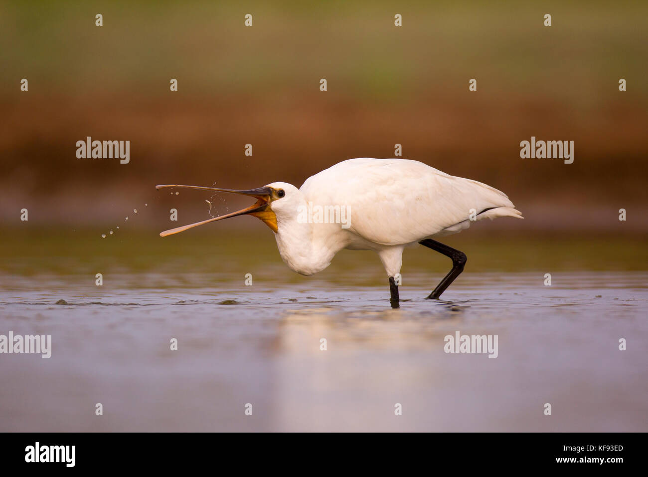 Spatule blanche spatule blanche ou conjoint (Platalea leucorodia) pataugeant dans l'eau. cet échassier se trouve dans le sud de l'Eurasie, l'Europe et l'Afrique du Nord. Banque D'Images