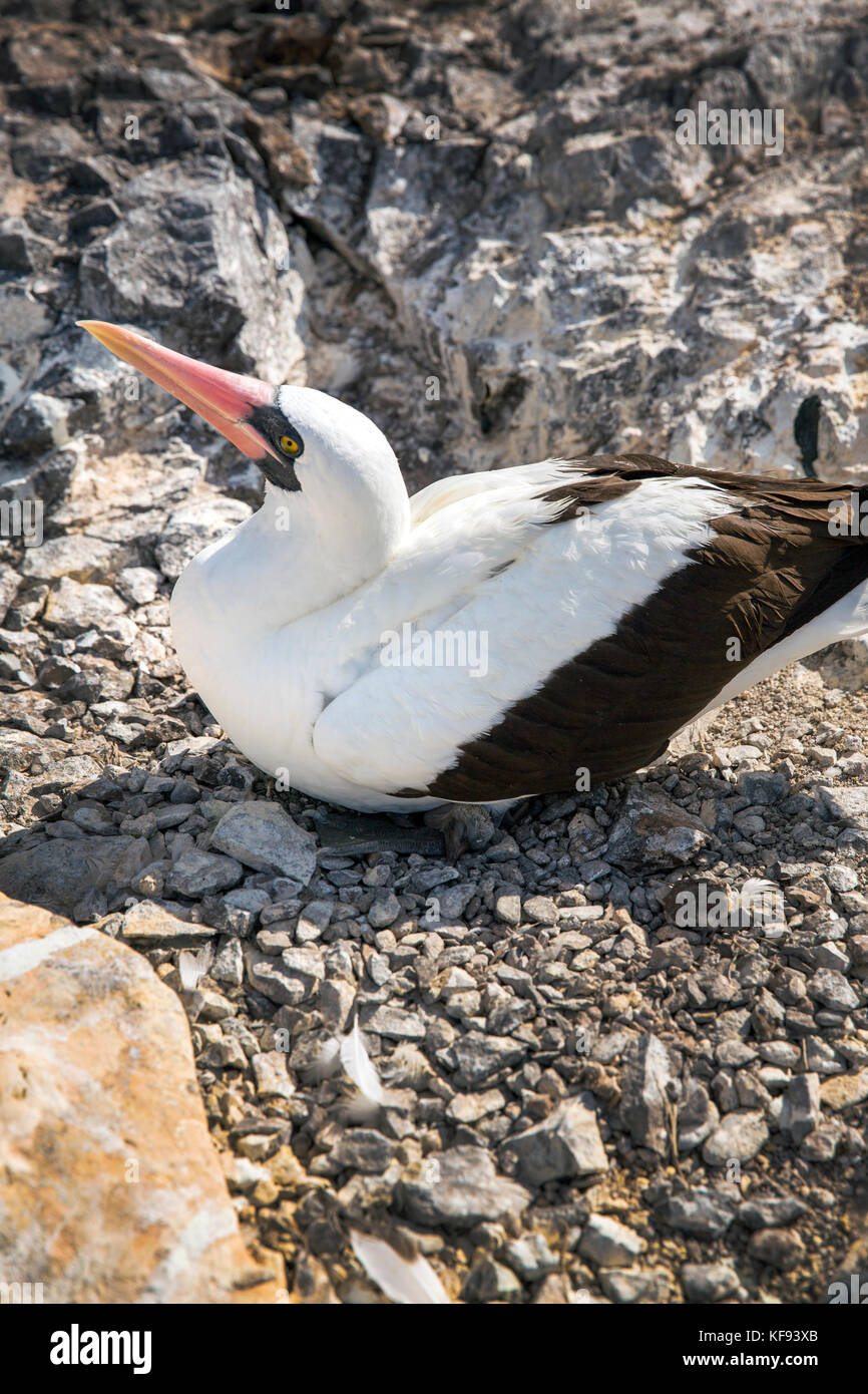 Îles Galapagos, Equateur, Nazca boobies flâner sur les rochers autour de Punta Suarez sur l'île d'espanola Banque D'Images